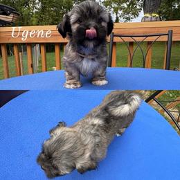 Ugene - Cream male Lhasa Apso puppy in Cincinnati, Ohio from Shangri-La Lhasa Apsos