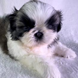 Goldie - Gold and white female Shih Tzu puppy in Winston Salem, North Carolina from Little Miracles Shih Tzu