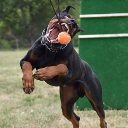 Cavalier King Charles Spaniels and Doberman Pinschers from Masaya