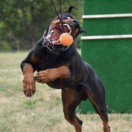 Cavalier King Charles Spaniels and Doberman Pinschers from Masaya