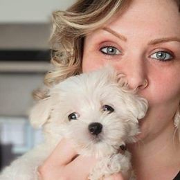 Maltese from Amanda's Sugar Sweet Puppies