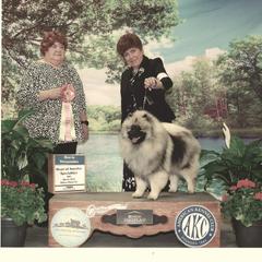 Keeshond Puppies from Windrift Keeshond