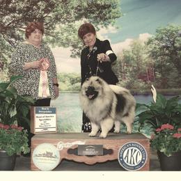 Keeshond Puppies from Windrift Keeshond