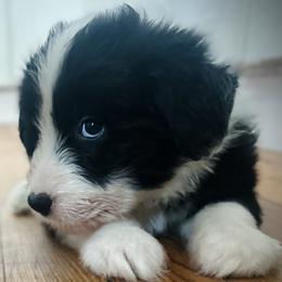 Bearded Collie and Border Collie Puppies from Beloved Bearded & Border Collies