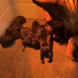 German Shepherd puppies from Cricket Acres German Shepherds