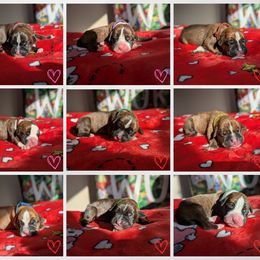 Orange - Fawn Boxer puppy in Edgerton, Wisconsin from Beach Ave Boxers