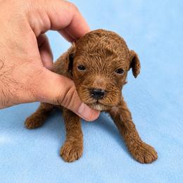 Boy 1 - Red  male Poodle puppy in Miami, Florida from JF Kennels Miniature & Toy Poodles