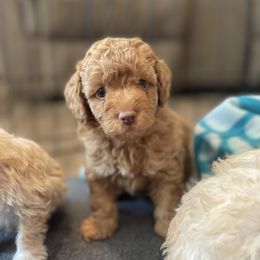Leo-TOY - Apricot male Poodle puppy in Purdy, Missouri from The Dynasty