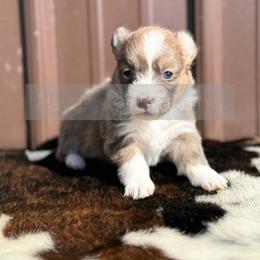 Everest - 1800 - Red female Pembroke Welsh Corgi puppy in Rozet, Wyoming from Hayday Ranch Corgis