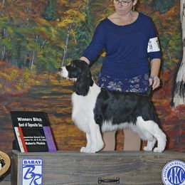 Joanie - English Springer Spaniel