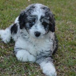 Aussiedoodle Puppies from Sugar Creek Oodles