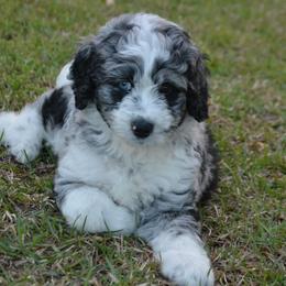 Aussiedoodle Puppies from Sugar Creek Oodles