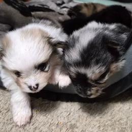 Bluey - Blue merle male Pomeranian puppy in Billings, Montana from Magic City Poms
