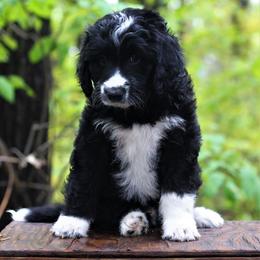 Aussiedoodle Puppies from Wilson Cattle Co.