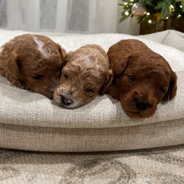 Cavapoo Puppies from SoCal Cavapoos