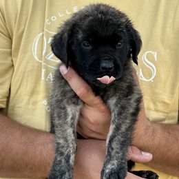 Mastiff puppies from P Diamond Mastiffs
