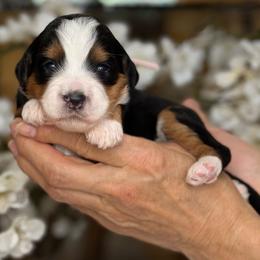 Gia - Tri-color female Bernedoodle puppy in Yuciapa, California from AlltheDoodlez_