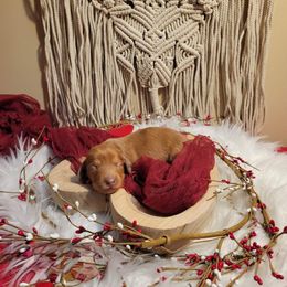Dachshund Puppies from Brown's Valley Dachshunds