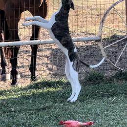 Whippet Puppies from Wendy Stover