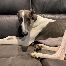 Asher - Greyhound