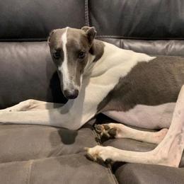 Asher - Greyhound
