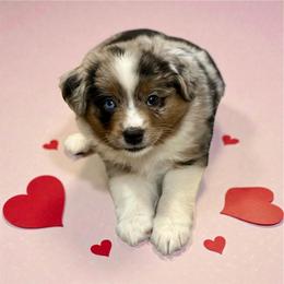 Kiko - Blue merle male Toy Australian Shepherd puppy in Luling, Texas from Little Wood Toy and Mini Aussies