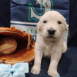 Lt blue collar girl - Light golden female Golden Retriever puppy in Rochester, Washington from Grand Mound Goldens