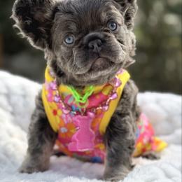 Miss Radiant - Lilac tri-color female Bulldog puppy in Rockledge, Florida from BV Bulldogs