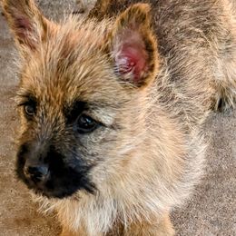 Cairn Terriers from Mama Citas Family