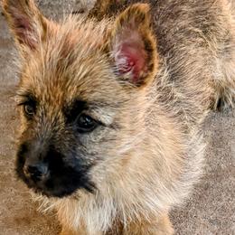 Cairn Terriers from Mama Citas Family