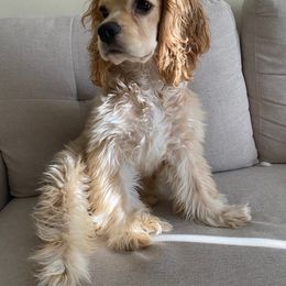 Cocker Spaniel All Grown Up from Awesome Cockers!
