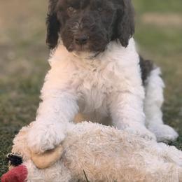 Poodle Puppies from Tailored poodles