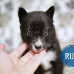 Pomsky Puppies from New Gaia Pomsky