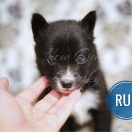 Pomsky Puppies from New Gaia Pomsky