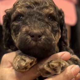 Boy 1 - Goldendoodle puppy from K&R Doodles