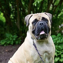 Bullmastiffs from Tamar's Bullmastiffs (with Boundless Bullmastiffs)