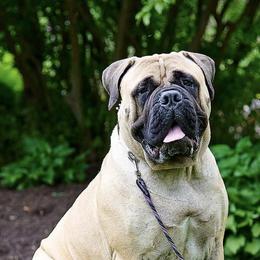 Bullmastiffs from Tamar's Bullmastiffs (with Boundless Bullmastiffs)