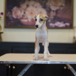 Hawk - White and red brindle male Whippet puppy in Atlanta, Georgia from Sinaj Sighthounds