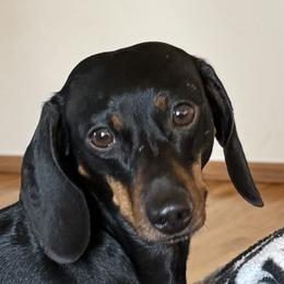 Whispy - Dachshund