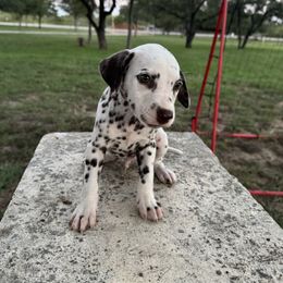 Blue - White and liver brown male Dalmatian puppy in Lockhart, Texas from Haus of Dals
