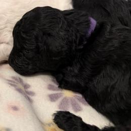 Purple Collar - Black female Goldendoodle puppy in Valley Center, Kansas from The Goldendoodle Gal