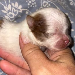 Chips - Chocolate merle male Pomeranian puppy in Gilmer, Texas from Fairchild Fancy Pomeranians and Coachella Pomeranians