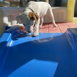 Jack Russell Terrier Puppies from Fair Dinkum Jack Russell Terriers