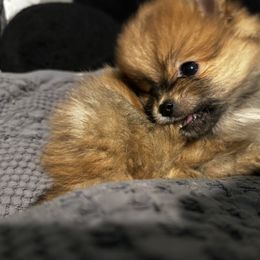 Pomeranian Puppies from Brandi’s Pomeranian Pups