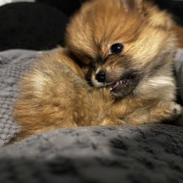 Pomeranian Puppies from Brandi’s Pomeranian Pups
