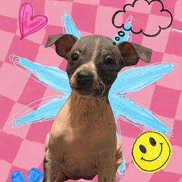 Gravy - White and black female American Hairless Terrier puppy in Phoenix, Arizona from Bare Valley