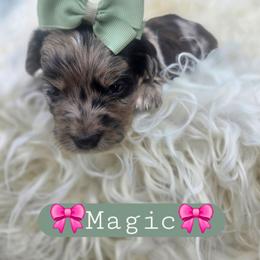 Magic - female Cavapoochon puppy in Bullard, Texas from Cavapoochon Central LLC