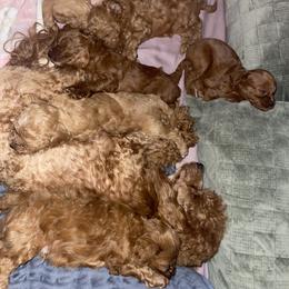 Cavapoo Puppies from Shawn's Cavapoos