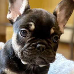 Cruell  - French Bulldog