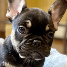 Cruell  - French Bulldog